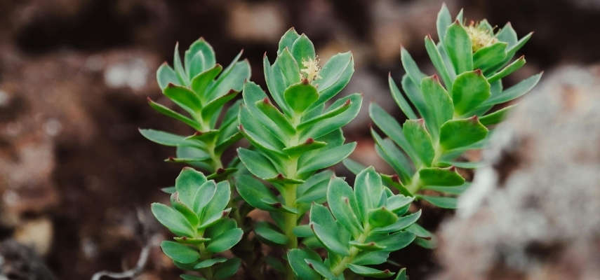Rhodiola