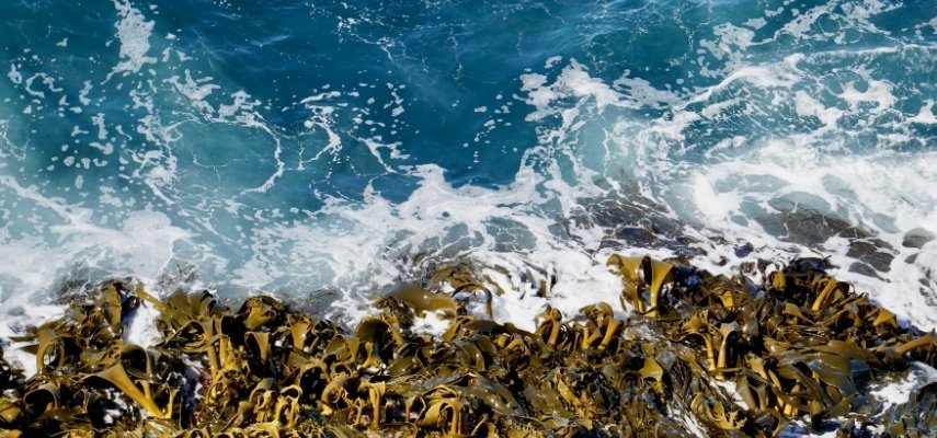 Kelp